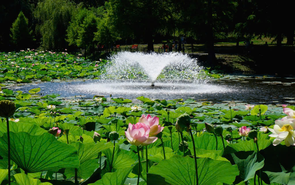 Solar Lights Store -Solar Lights Store z6395915049164 0bbc0dcbee9335cdd3e85b4b30caa469